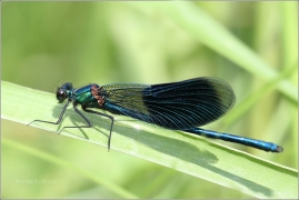 <p>MOTÝLICE LESKLÁ (Calopteryx splendens) (Šluknov)</p>
